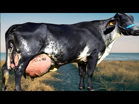 , title : 'Worlds No.1 Brazillian Cow Breed  | Girlando Cow Breed | Complete Documentary By AJ Cattle info'