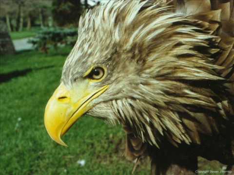 THE HOOLIGAN WHITE EAGLE