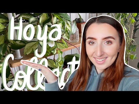 ENTIRE Hoya Collection Tour!? Indoor House Plant Tour