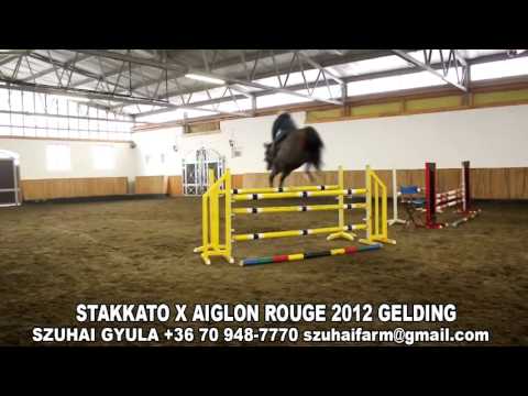 HORSES FOR SALE - STAKKATO X AIGLON ROUGE