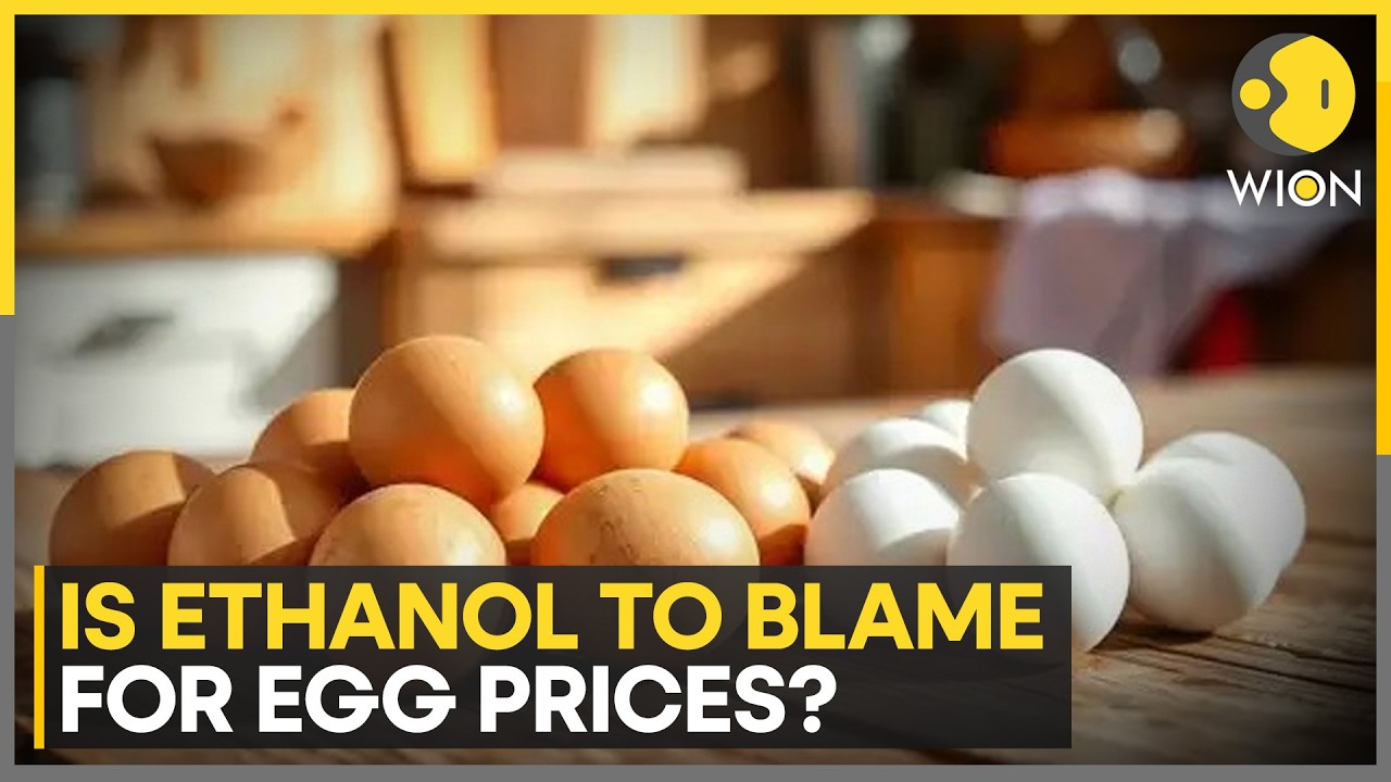 Is Ethanol Boom Putting Pressure On Eggs? | WION