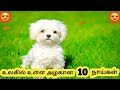 அழகான நாய்கள் || Ten Beautiful Dogs Breeds || Tamil Info Share