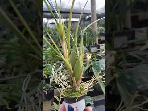 ZAP 11940050033 pedido de Ilma de Goiás @Mais Orquídeas #plantas #flores #orquideas