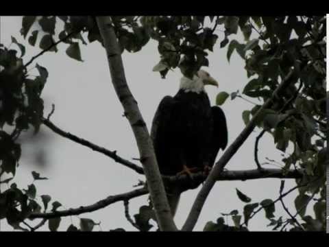 Alaska on the Westerdam