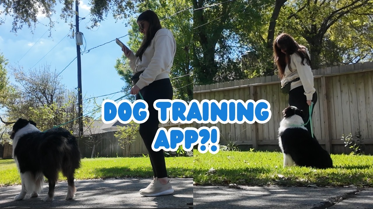 Training My Dog With PawChamp: Does This App Actually Work? Full Review