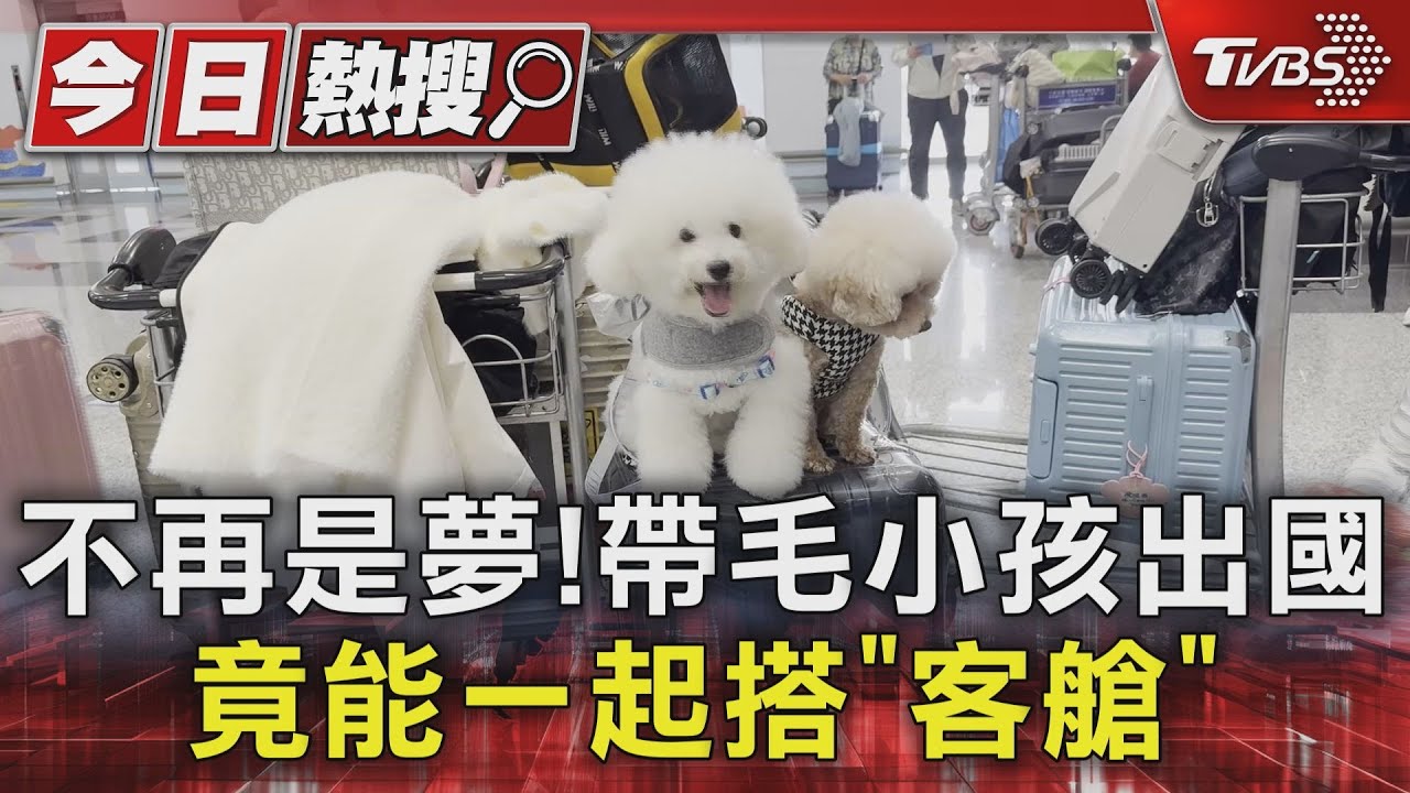 不再是夢!帶毛小孩出國 竟能一起搭「客艙」