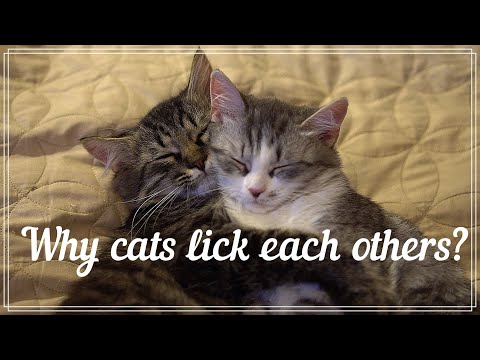 Why cats lick each others?
