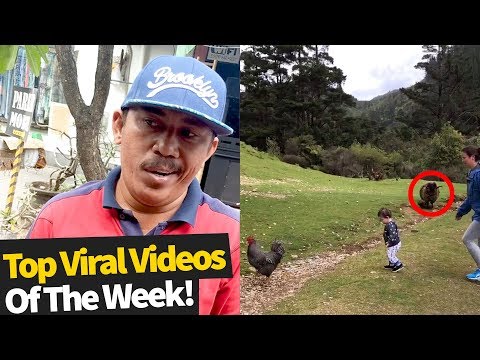 Top 50 Best Viral Videos Of The Month So Far (November 2019 - Wk1)