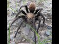 Tarantula Hawk vs Tarantula DEFAULT Thumbnail