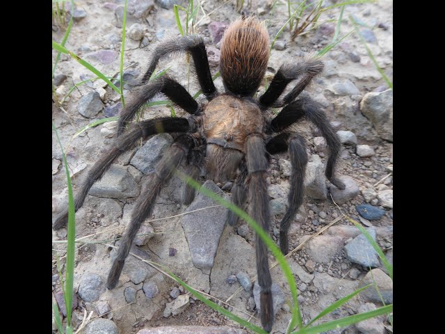 Tarantula Hawk vs Tarantula SDDEFAULT Thumbnail