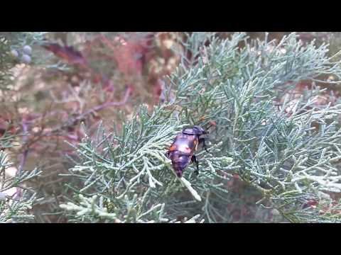 Nicrophorus carolinus