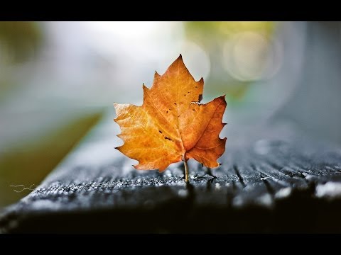 ☂ Listopad - Wabi Daněk ☂ [HD]