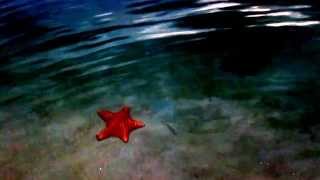 preview picture of video 'Starfish at Playa de Estrellas, Bocas del Toro, Panama'