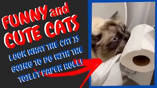 SUPER SHORTS 08 - FUNNY CATS AND CUTE