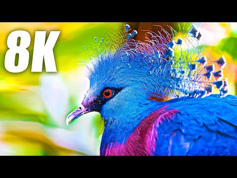 Exclusive Birds Collection in 8K HDR 60FPS ULTRA HD