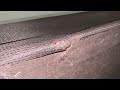 Mattress Crevices Full of Bed Bugs in East Windsor, NJ