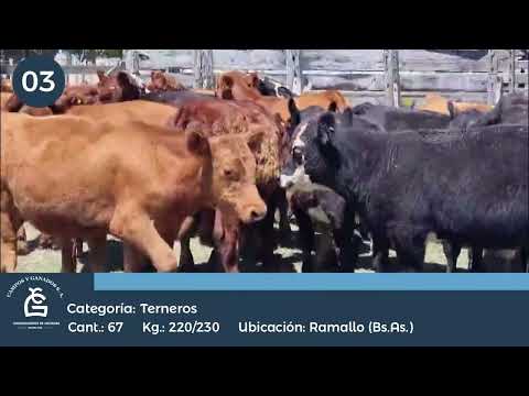 Lote Machos - Ramallo Bs As