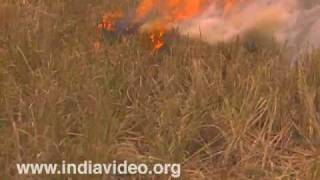 Charring the fields after harvest in Kuttanadu