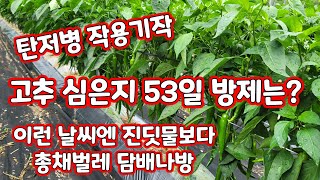 고추 심은지 53일 방제 담배나방 총채벌레 탄저병 작용기작 [고추재배방법]