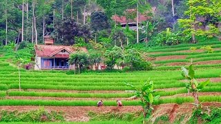 Download lagu Tak Di Sangka !! Seenak Ini Datang Ke Kampung Indah Rumah Tengah sawah Pedesaan Sunda Jawa Barat mp3