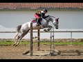 Mare BWP Belgian Warmblood For sale 2017 Grey