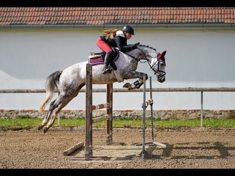 Merrie BWP Belgisch volbloed Te koop 2017 Schimmel ,  Balout du Rouet