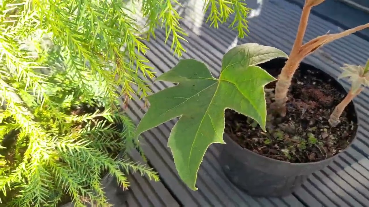 New Tropical Plants ready for spring UK
