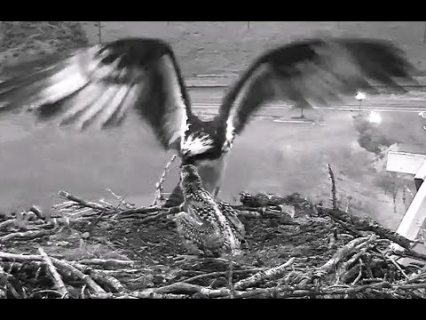 Hellgate osprey 6 29 18 944pm After meany attempts of fishing Iris returned back with a fish