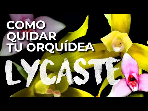 , title : 'Como Cuidar la Orquídea Lycaste, Todo lo que debes saber'
