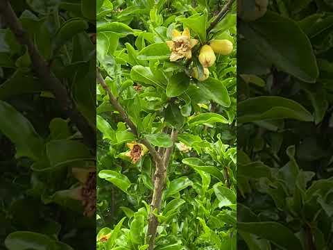 杏の木 桜の木 果樹園エラー協会に関連付けてはいけない木