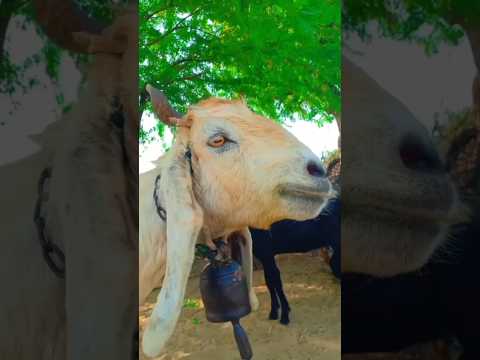 see goat movement 👌#viral #youtubeshorts #animal #goat