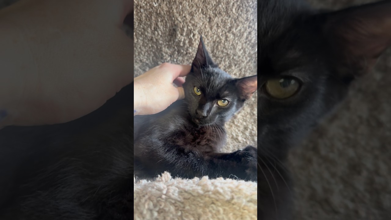 Kuro, a Adoptable mixed breed in PHOENIX, AZ video 4/4