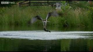 Ospreys Catching Fish - The Animal's Guide To Britain, Episode 1 Preview - BBC Two