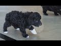 Toy Poodle dogs for sale: Bruno - Video 1