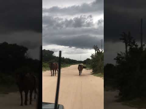 Wild horses just north of the campground.