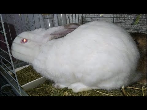 HVÍTAR KANÍNUR ✳