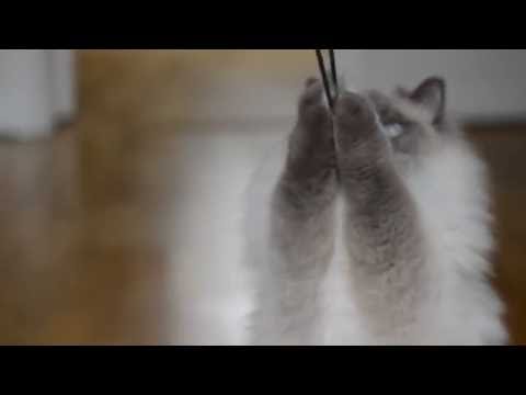 Prince Phillip and the Ponytails