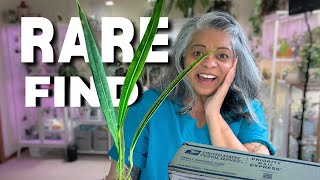 Anthurium sp. Morona Unboxing - favorite ETSY FIND