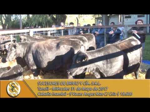 31-05-17 Venta de Vientres - Cabaña  El Rincón, Don Rodolfo e Inambú - Suc. de Brivio y Cía - Tandil