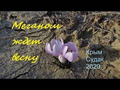 Зимние цветы прогоняют зиму. Меганом 30 января 2020, Крым, Судак