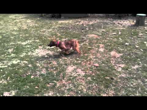 Aza and Ismay - Rescue Dogs