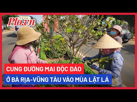 The most unique mai road in Ba Ria-Vung Tau during leaf picking season - PLO