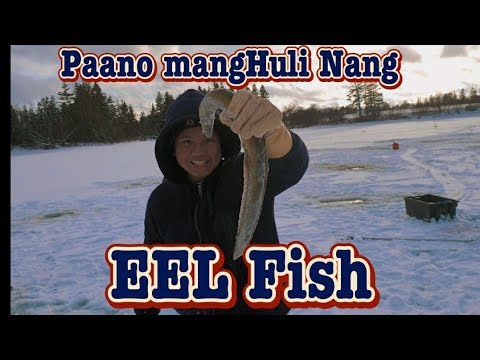 #EEL#Spearing#SeasonOnly1Day😁👍😁#watchlikesharesubscribeThankyou