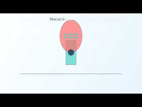 Simple columnar epithelium – definition, structure, functions, examples - Video