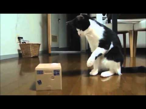 Funny Cats Don't die by laughing  6