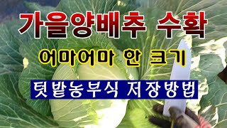 [텃밭농부 1,748]  가을양배추 수확하여 저장하는 방법. #양배추재배