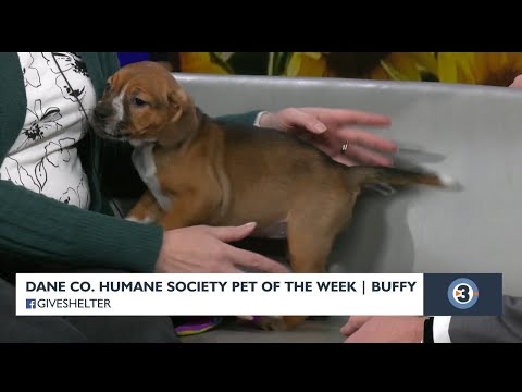 Pet of the Week: Buffy - YouTube