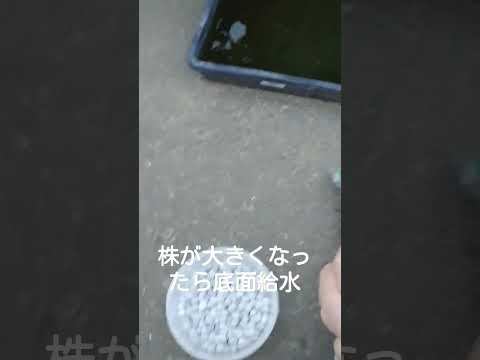 自家製の天然肥料: 植物に肥料を与えて栄養を与えるためにどのような注入液を調合すればよいでしょうか?  庭園