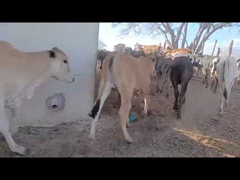 20 Bezerros e 25 Bezerras: 1.450 reais cada em Solidão/Pernambuco. ZAP 84 99810 2784.#gado #agro 