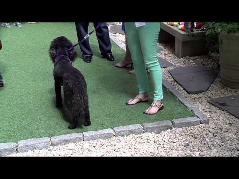 Vaccination, Rabies Clinic